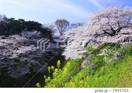 東京都・九段下の桜 東京都・九段下の桜 7945703