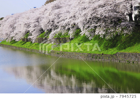 東京都・千鳥ヶ淵の桜 東京都・千鳥ヶ淵の桜 7945725