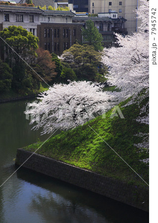 皇居・牛が淵の桜 皇居・牛が淵の桜 7945742