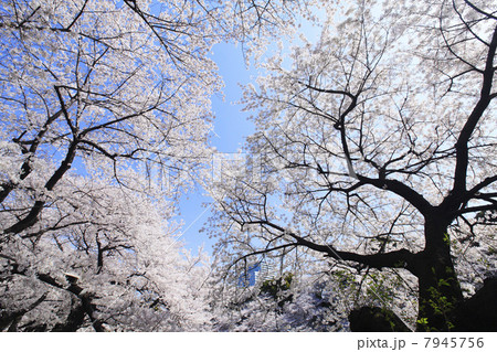 東京都・千鳥ヶ淵の桜 東京都・千鳥ヶ淵の桜 7945756