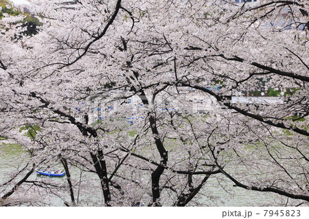 東京都・千鳥ヶ淵の桜 東京都・千鳥ヶ淵の桜 7945823