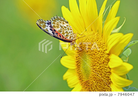 タテハチョウとヒマワリ 7946047