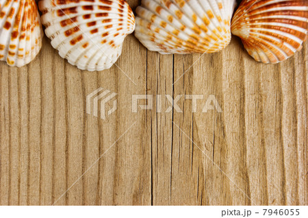 Sea shells on old wooden board 7946055