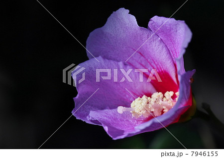 ムクゲ ムクゲ 7946155