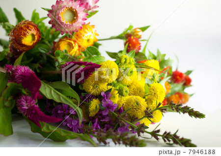 キクの花束 7946188