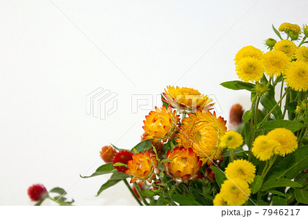 カイガラソウ 7946217