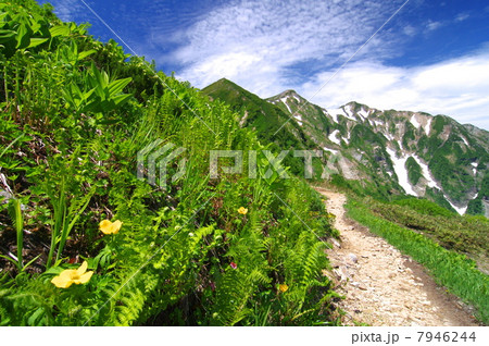 鹿島槍ヶ岳(登山道と高山植物) 鹿島槍ヶ岳(登山道と高山植物) 7946244