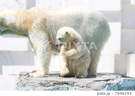 ホッキョクグマ親子 7946293