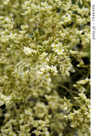 咲き始めたシダレエンジュの花 7946400