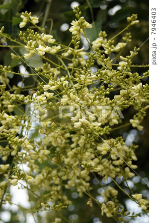 咲き始めたシダレエンジュの花 7946403