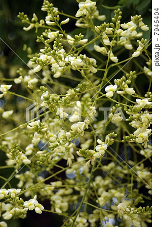 咲き始めたシダレエンジュの花 7946404