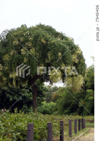 咲き始めたシダレエンジュの花 7946406