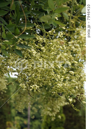 咲き始めたシダレエンジュの花 7946410