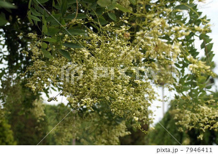 咲き始めたシダレエンジュの花 7946411