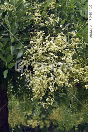 咲き始めたシダレエンジュの花 7946419