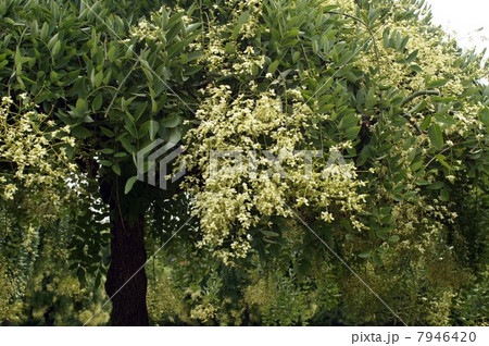 咲き始めたシダレエンジュの花 咲き始めたシダレエンジュの花 7946420