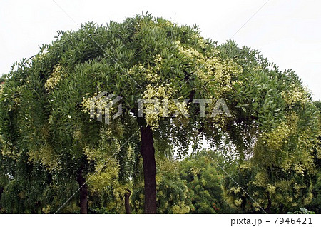 咲き始めたシダレエンジュの花 咲き始めたシダレエンジュの花 7946421