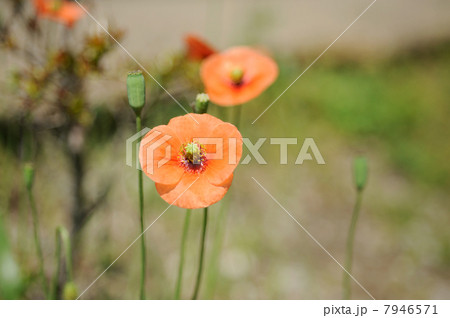 ヒナゲシの花 7946571