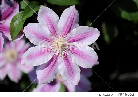 クレマチスの花 クレマチスの花 7946652