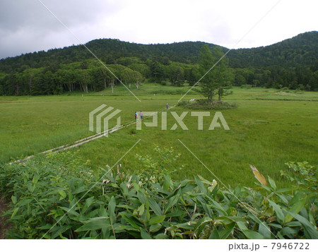 大江湿原 7946722