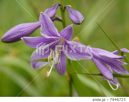 コバギボウシ 7946725