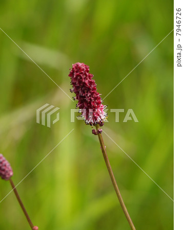 ミヤマワレモコウ 7946726