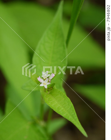 ミゾソバ 7946802