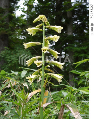 オオウバユリ オオウバユリ 7946807