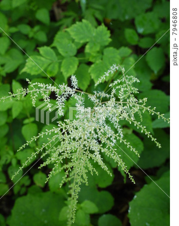 トリアシショウマ トリアシショウマ 7946808