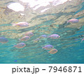 慶良間諸島「阿嘉島」の水中写真～空飛ぶスズメダイ 7946871