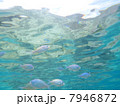 慶良間諸島「阿嘉島」の水中写真～スズメダイと水面裏 7946872