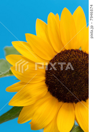 ヒマワリの花 スタジオ撮影 ヒマワリの花 スタジオ撮影 7946874