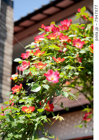 バラのアーチ　 7947077