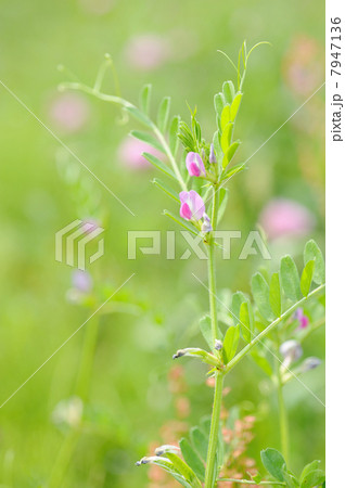 カラスノエンドウの花 7947136