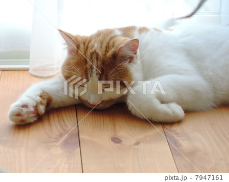 猫の千代丸024 猫の千代丸024 7947161