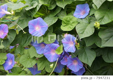 琉球あさがお 7947231