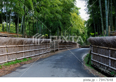 洛西竹林公園 洛西竹林公園 7947648