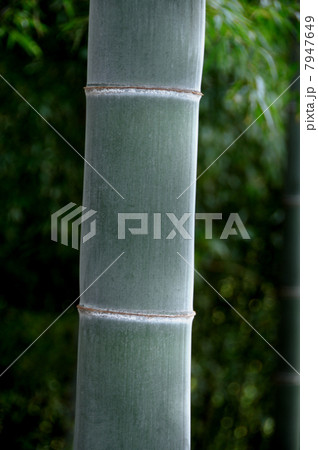 孟宗竹 孟宗竹 7947649