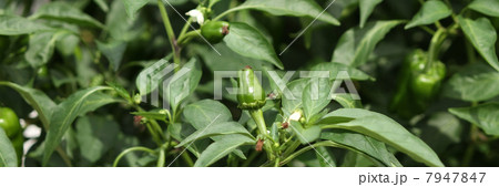 ピーマン 7947847