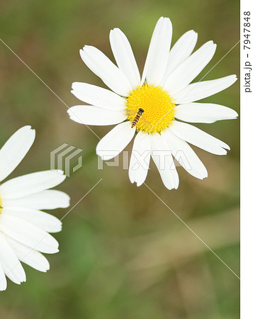 マーガレット 7947848