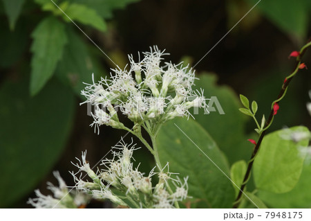 フジバカマとミズヒキ 7948175