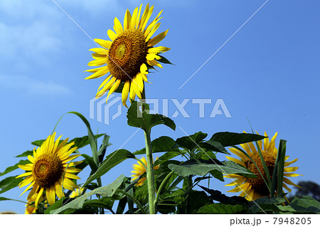 青空と　ひまわりの花 7948205
