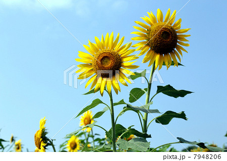 青空と　ひまわりの花 7948206