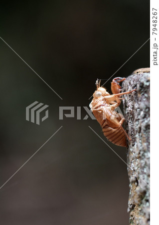 アブラゼミの抜け殻 アブラゼミの抜け殻 7948267