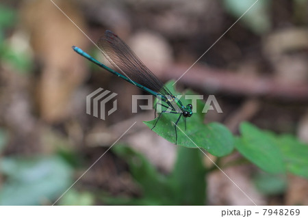 アサヒナカワトンボ アサヒナカワトンボ 7948269