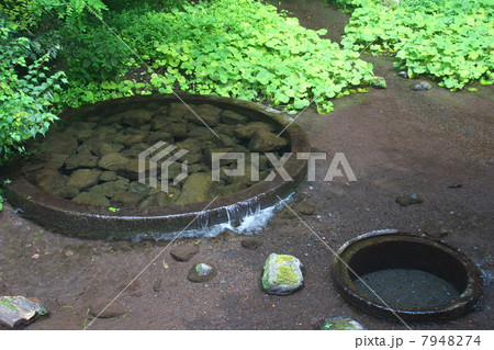 柿田川湧水公園 7948274