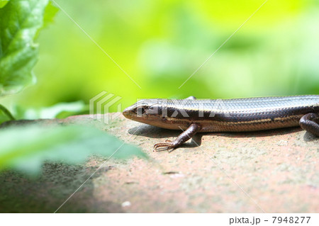 ニホントカゲ 7948277