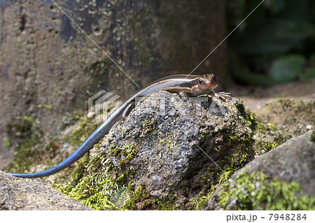 ニホントカゲ 7948284