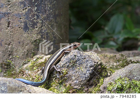 ニホントカゲ 7948285