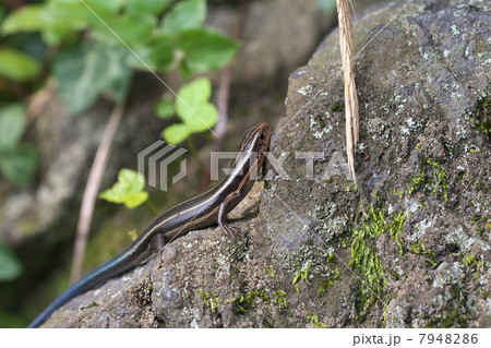 ニホントカゲ 7948286